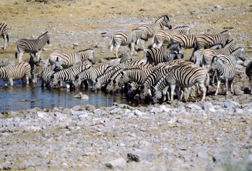 Fototapeta na wymiar Zebras are easily recognised by their bold black-and-white striping patterns. The coat appears to be white with black stripes, as indicated by the belly and legs when unstriped, but the skin is black.