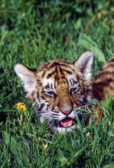 Tiger cubs are born blind and are completely dependent on their mother. Newborn tiger cubs weigh between 1.75 to 3.5 lbs. The tiger cubs' eyes will open sometime between six to twelve days.