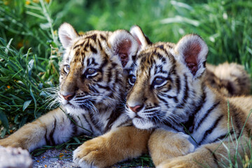 Tiger cubs are born blind and are completely dependent on their mother. Newborn tiger cubs weigh between 1.75 to 3.5 lbs. The tiger cubs' eyes will open sometime between six to twelve days.