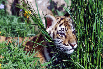 Tiger cubs are born blind and are completely dependent on their mother. Newborn tiger cubs weigh between 1.75 to 3.5 lbs. The tiger cubs' eyes will open sometime between six to twelve days.