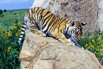 Tiger cubs are born blind and are completely dependent on their mother. Newborn tiger cubs weigh between 1.75 to 3.5 lbs. The tiger cubs' eyes will open sometime between six to twelve days.