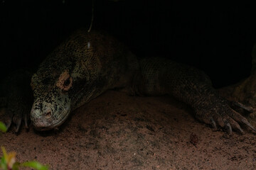 Komodo dragon is on the ground in the dark