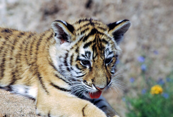 Tiger cubs are born blind and are completely dependent on their mother. Newborn tiger cubs weigh between 1.75 to 3.5 lbs. The tiger cubs' eyes will open sometime between six to twelve days.