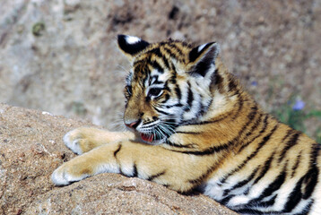 Tiger cubs are born blind and are completely dependent on their mother. Newborn tiger cubs weigh between 1.75 to 3.5 lbs. The tiger cubs' eyes will open sometime between six to twelve days.