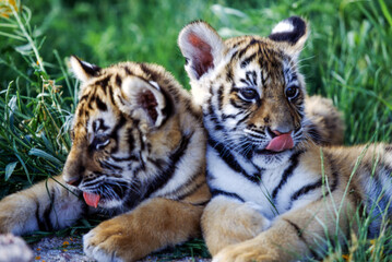 Naklejka na ściany i meble Tiger cubs are born blind and are completely dependent on their mother. Newborn tiger cubs weigh between 1.75 to 3.5 lbs. The tiger cubs' eyes will open sometime between six to twelve days.