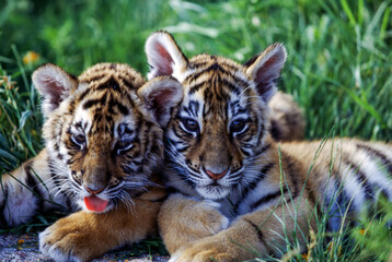 Tiger cubs are born blind and are completely dependent on their mother. Newborn tiger cubs weigh between 1.75 to 3.5 lbs. The tiger cubs' eyes will open sometime between six to twelve days.