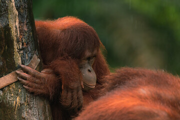 Orangutans, mother and a baby, sitting on platform, looking to the left