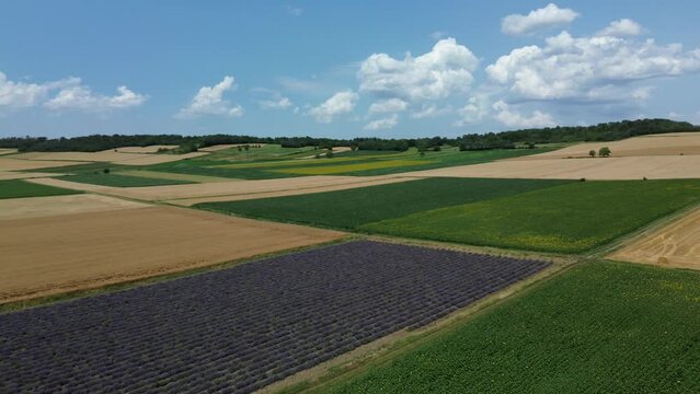 Levander of love and feelings in the field