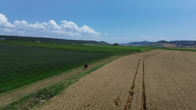Levander of love and feelings in the fields and for bees