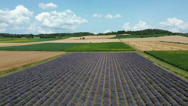 Levander of love and feelings in the fields with a Drone