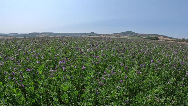 Levander of love and feelings in the fields. even where the bees eat