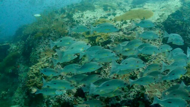 Under water film - Sail Rock Thailand - a group of one spotted snappers passes camera and swims around coral rocky reef