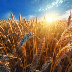 Embracing the Beauty of a Wheat Field - A Serene Landscape Bathed in Sunlight and the Promise of Harvest