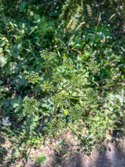 Wild angelica