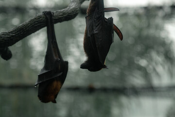 Fruit bat also known as flying fox hanging upside down
