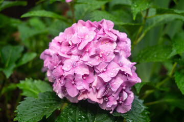 Bigleaf hydrangea