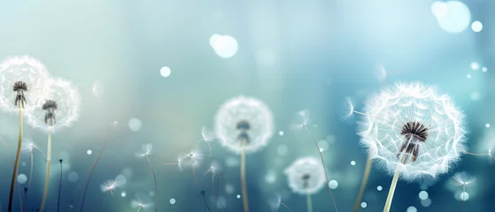  Spring background with white dandelions. © Fauzia