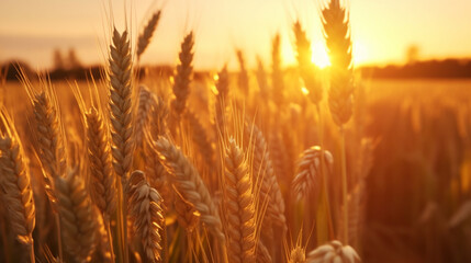 Embracing the Beauty of a Wheat Field - A Serene Landscape Bathed in Sunlight and the Promise of Harvest
