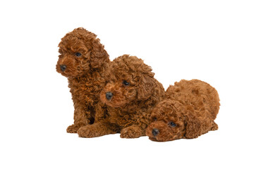 Red toy poodle puppies posing on a white background