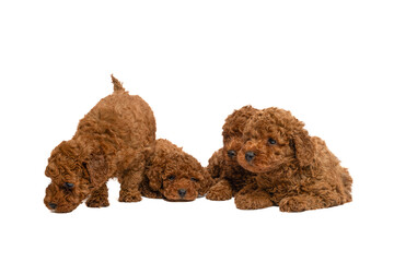 Red toy poodle puppies posing on a white background