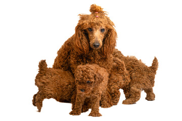 Red toy poodle puppies posing on a white background