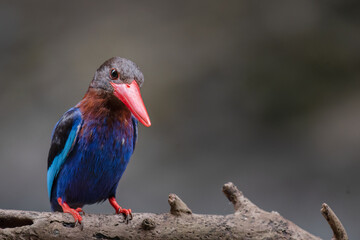 A Javan kingfisher is perched by observing the surrounding environment to hunt and look for prey to eat