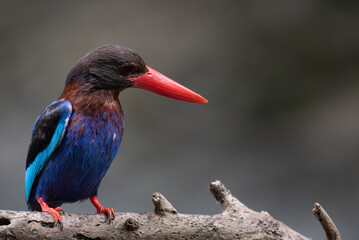 Obraz premium A Javan kingfisher is perched by observing the surrounding environment to hunt and look for prey to eat