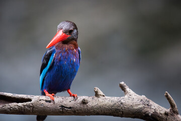 A Javan kingfisher is perched by observing the surrounding environment to hunt and look for prey to eat