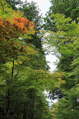 Obraz premium 紀伊半島巡礼の旅 高野山