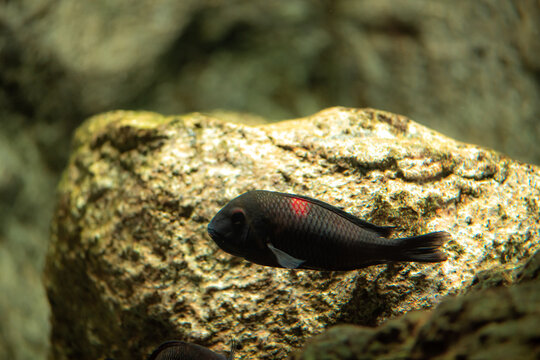 Colorful of ornamental fish, Malawi cichlid Mbuna in fish tank.