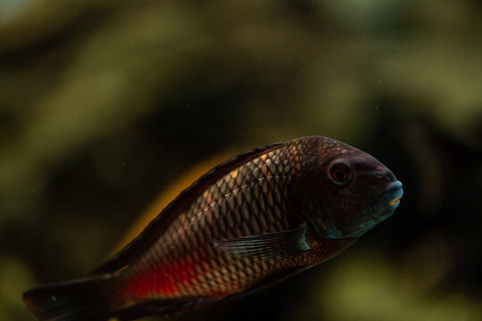 Aquarium Cichlid fish from Africa in close up