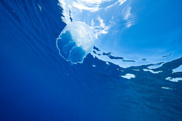 ボニンブルーの海を漂うミズクラゲ　小笠原