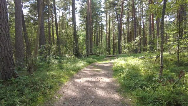 Forest walking with green trees nature and simple nature path