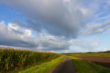 Countryroad and corn fields. Countryside. Uffelter Es. Drenthe. Netherlands. 