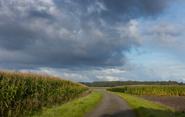 Fototapeta na wymiar Countryroad and corn fields. Countryside. Uffelter Es. Drenthe. Netherlands. 