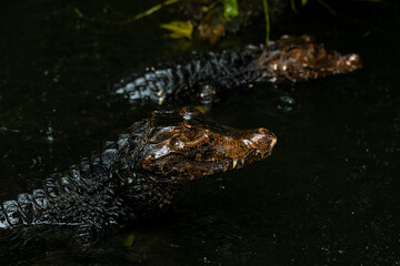 Two baby caimans with faces above the water in the river