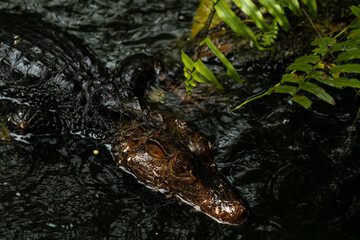 Obraz premium Portrait view of a Spectacled Caiman Caiman crocodilus with its head above water