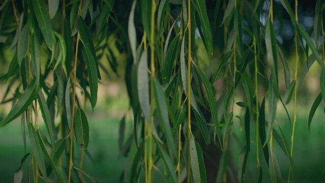 weeping willow branchlets and leaves in a park slow motion close shot