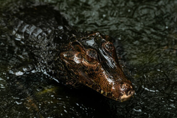 Portrait view of a Spectacled Caiman Caiman crocodilus