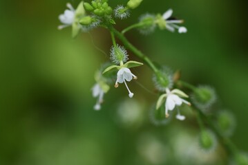 Circaea mollis flowers. Onagraceae pernnial plants. It has underground rhizomes and grows in wetlands. It produces small white flowers from August to September, and the fruit is hairy.