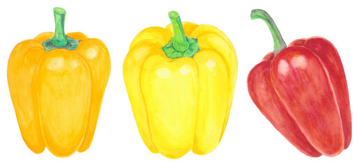 黄色とオレンジ色と赤の3色のパプリカの水彩手描きイラスト素材
