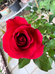 Red Baccara Rose,thornless plant,beautiful flower