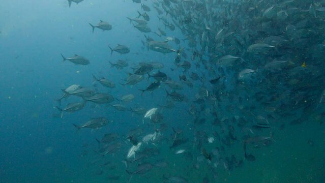 Under water film - Sail Rock Thailand - camera approaches and enters a large school of mackerel fish - hundreds of fish