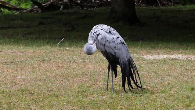 The Blue Crane, Grus paradisea, is an endangered bird specie endemic to Southern Africa. It is the national bird of South Africa