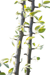 Young apple leaves on two vertical branches under warm daylight. The background is deleted