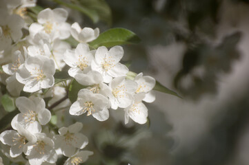 white flowers of a flowering tree in summer