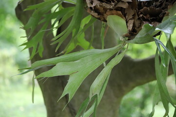 Platycerium bifurcatum. Staghorn fern growing on a tree. Close up.