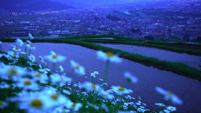 日本の長野県、姨捨棚田の風に揺れるマーガレットと善光寺平の夜景