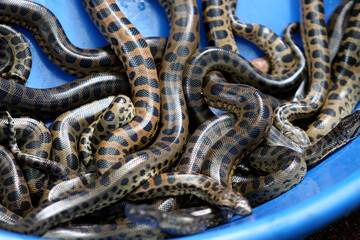 close up of a snake
