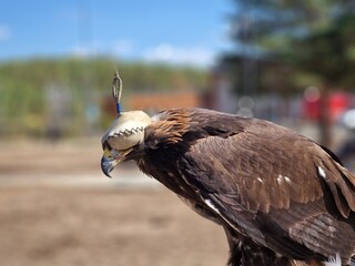 animal world